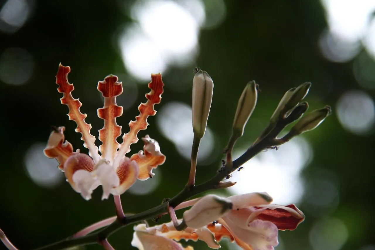 Casa Colibri Tankah Bed & Breakfast Tulum